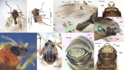 Procladius culiciformis